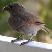 Barbados Bullfinch